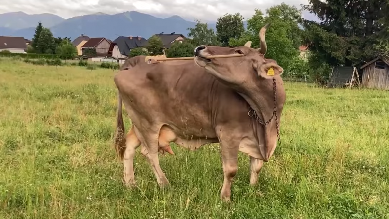Veronika seprűvel vakarja meg a hátát. 