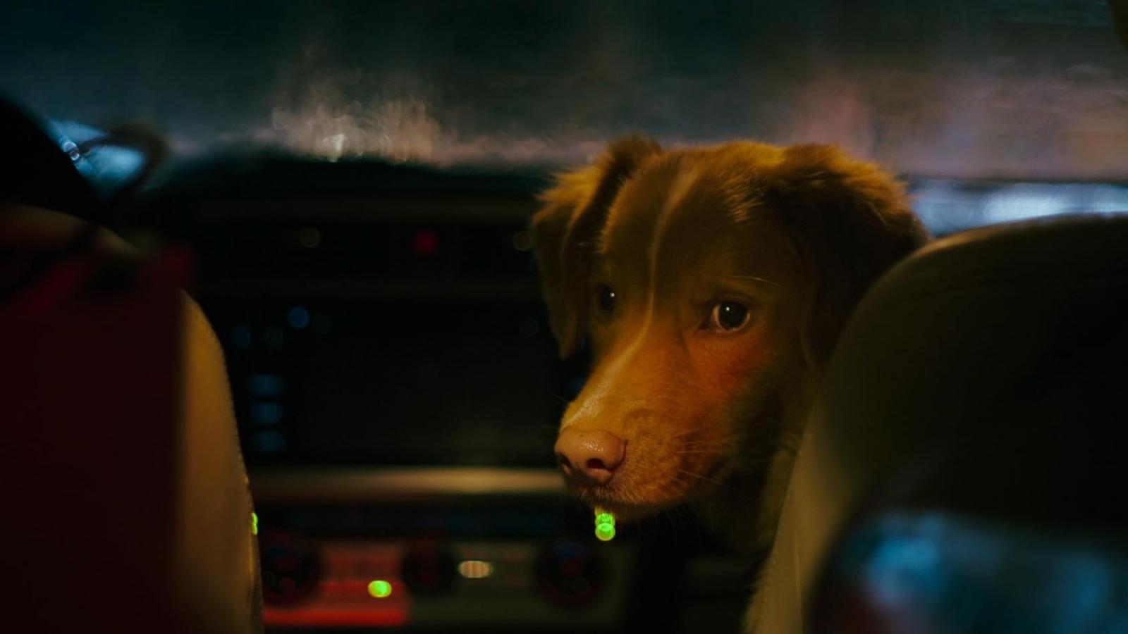 Ben Leonberg megmutat egy emberi drámára alapuló cselekménysorozatot az eb szemszögéből. Ahogy ő látja és érzi a világot