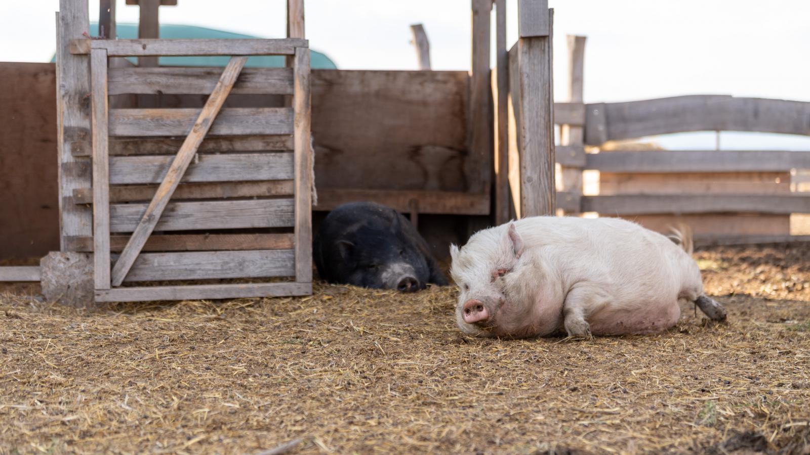 A kínai export bedugulásával túlkínálat alakult ki Európában