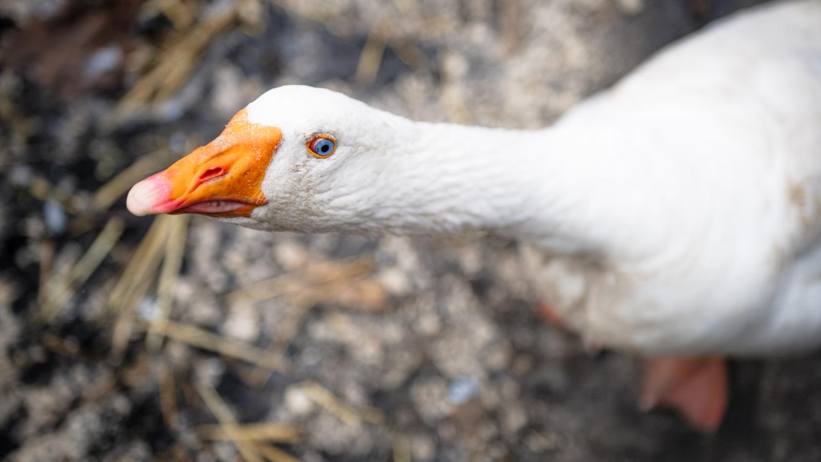 Képünk illusztráció 