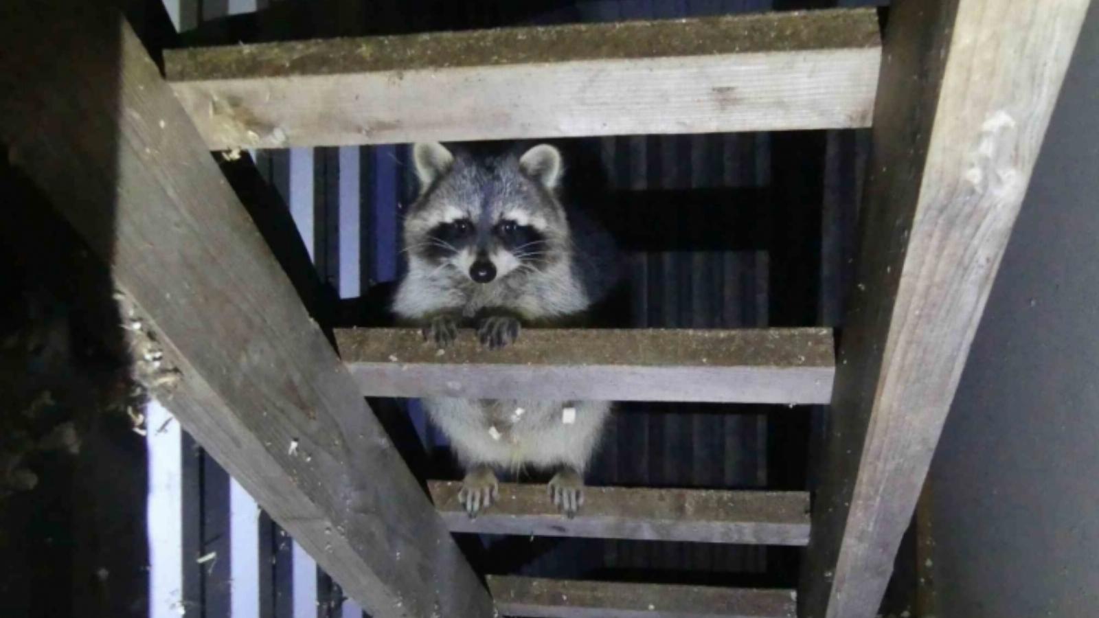 Mosómedve is akadt ház körül 