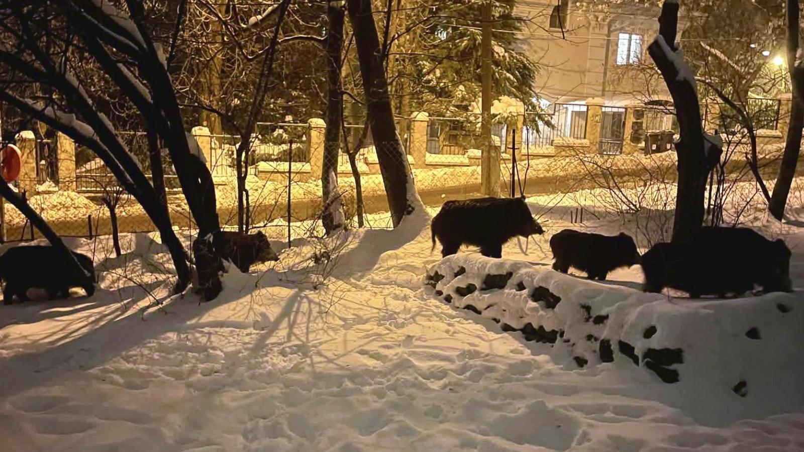 Vaddisznók Hegyvidék utcáin január 14-én.