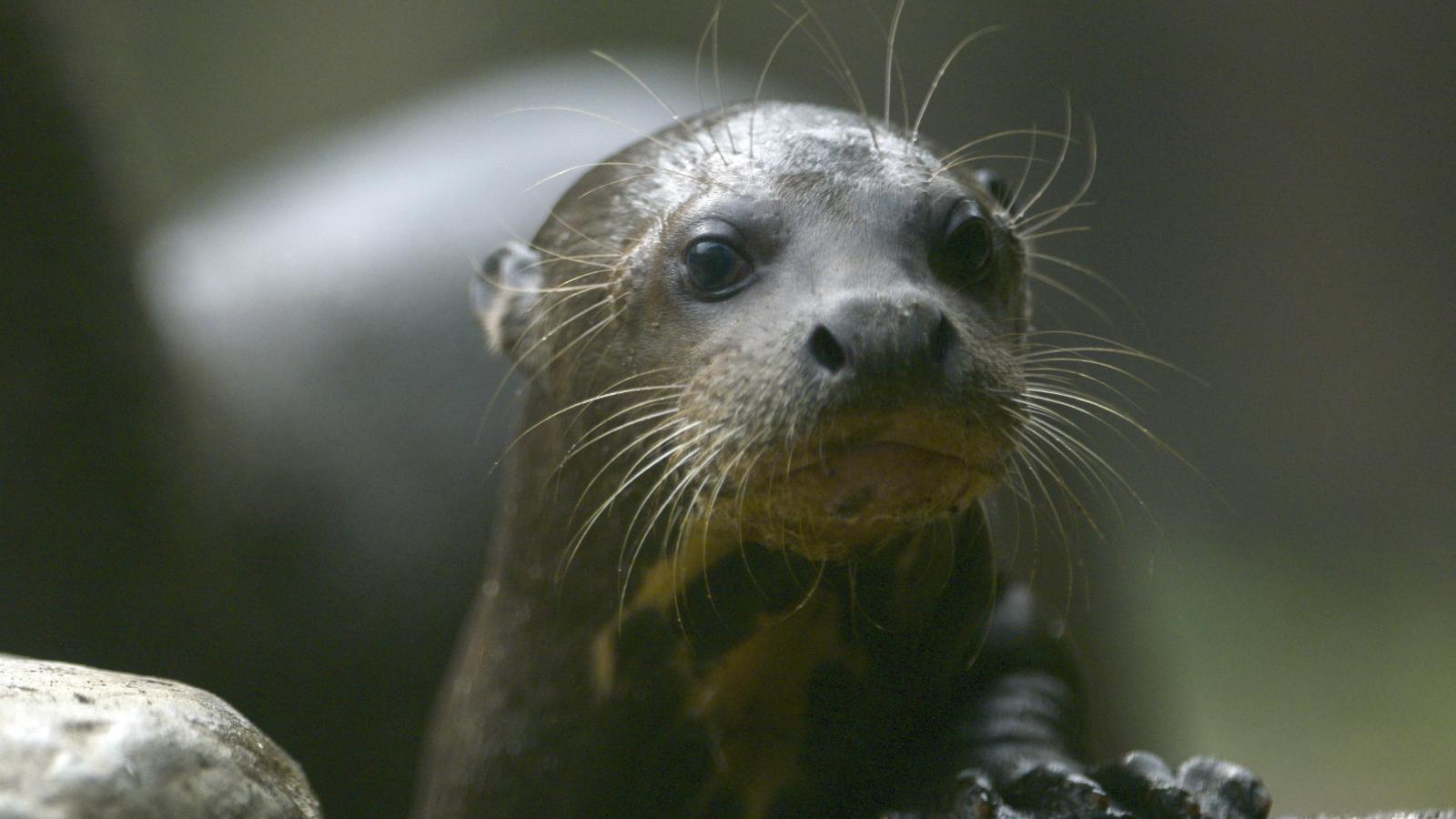 Most már az óriásvidrák is nemzetközi védelem alá kerültek