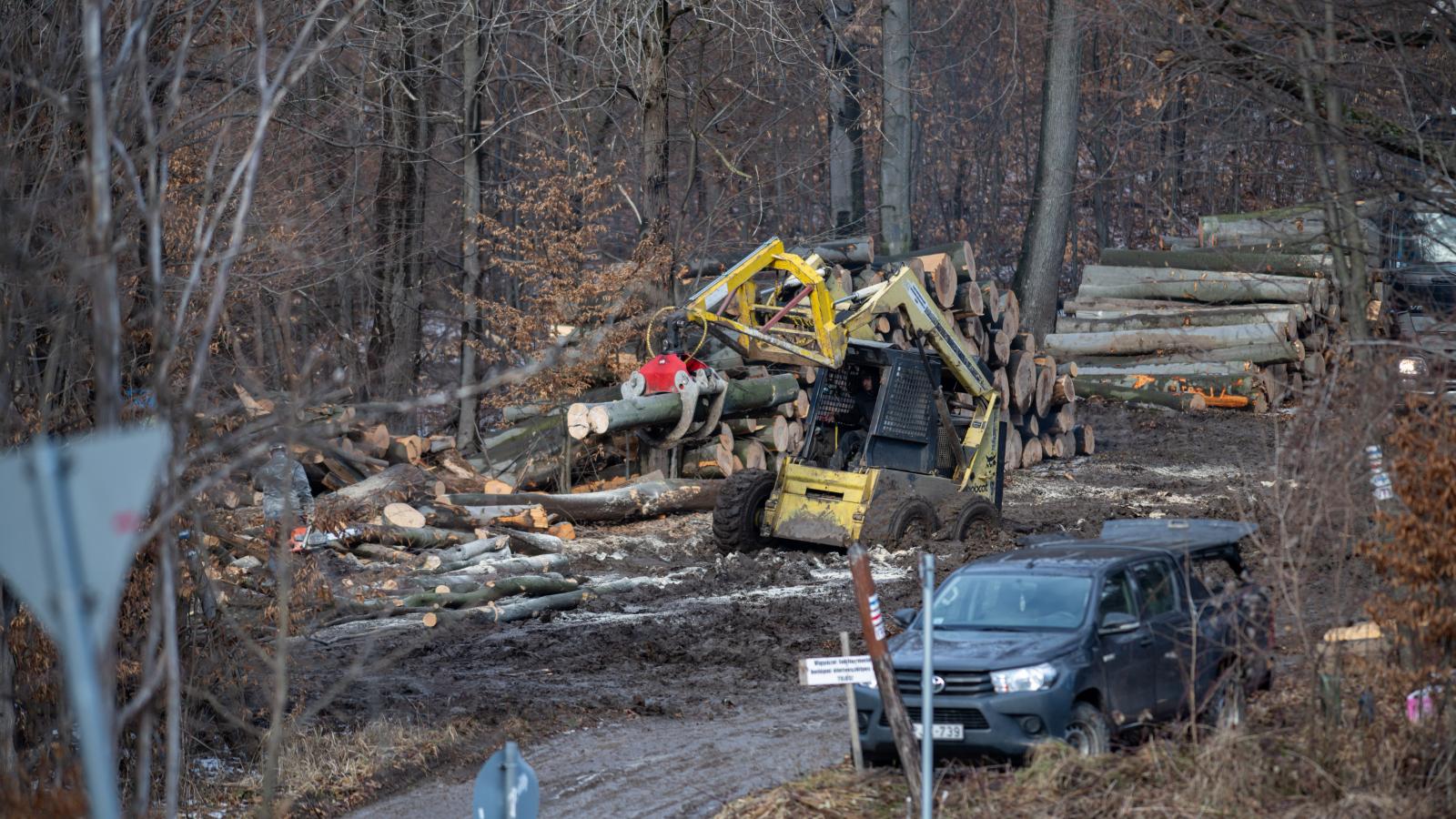 A fakitermelések miatt rohamosan fogy a közös vagyon