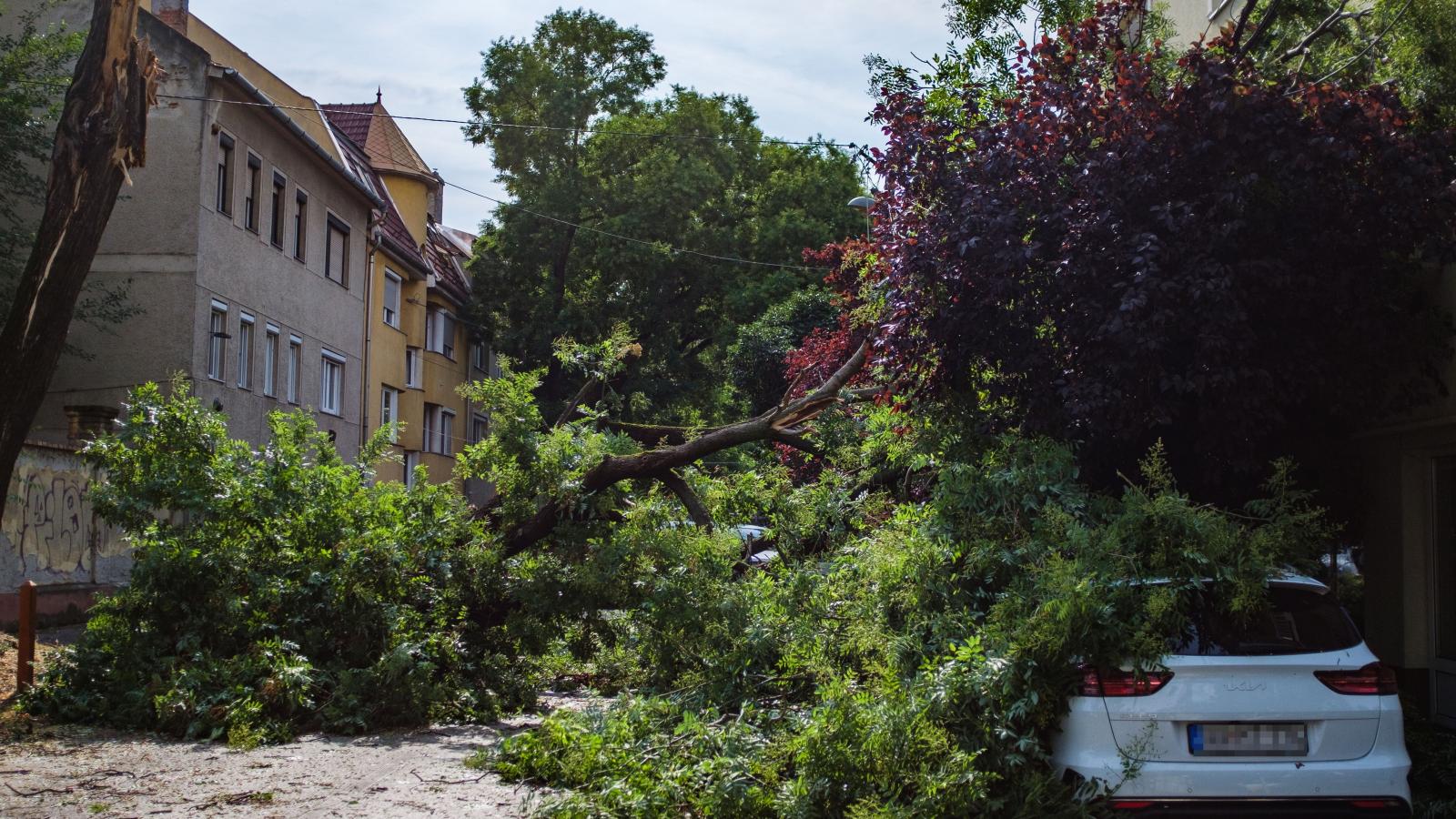 Késő bánat. Ha van rá mód, parkoljunk messzebb a nagyobb fáktól, és ahol jégeső várható, terítsünk pokrócot az autóra