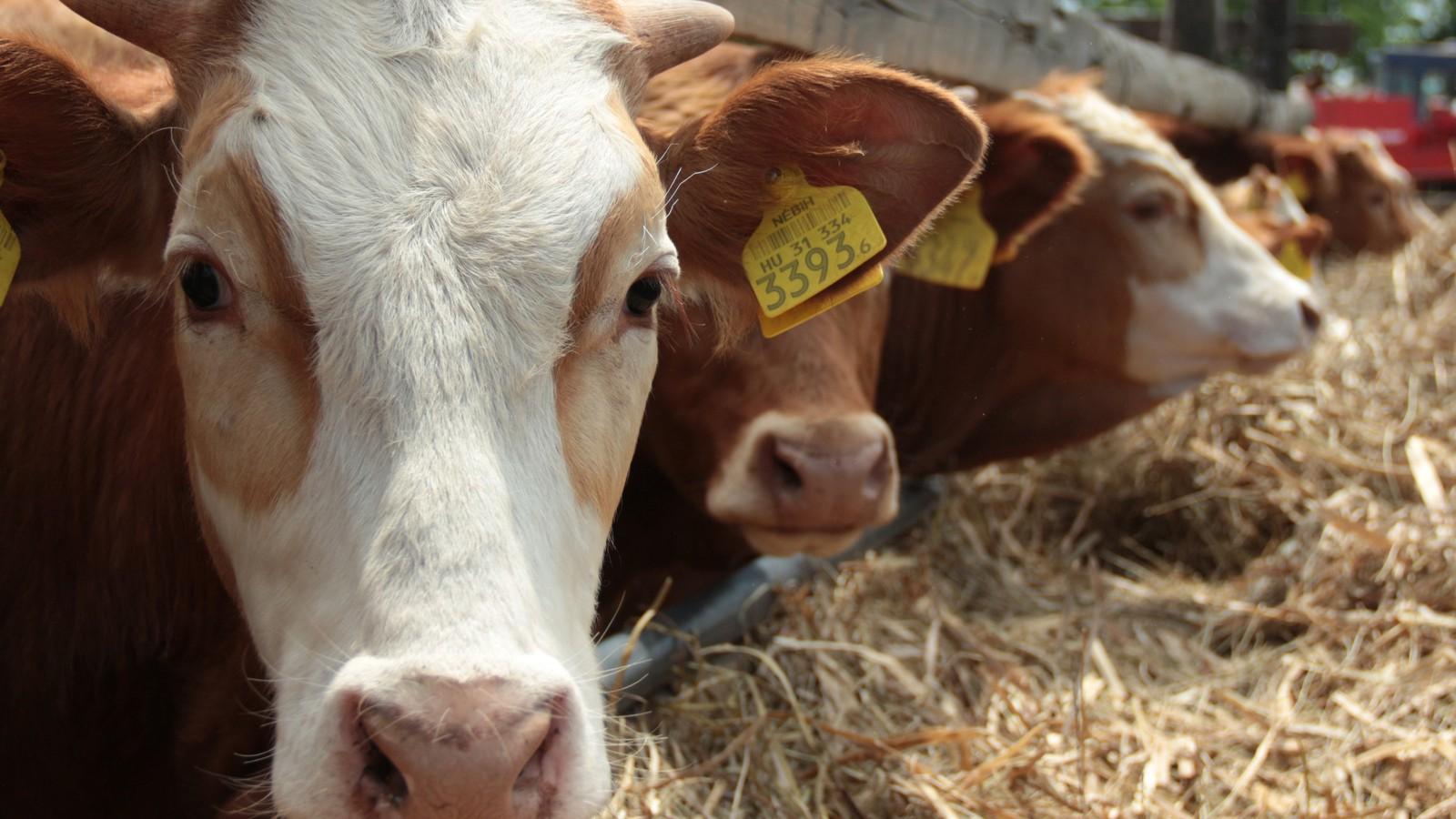 Tízmilliárdokkal rövidítette meg a kormányzati agrárpolitika a tejtermelőket FOTÓ: MOLNÁR ÁDÁM