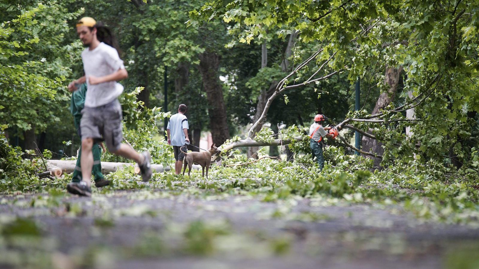 A Főkert Nonprofit Zrt. szakembere az előző napi viharban letört faágakat takarít el a budapesti Városligetben 2015. július 9-én