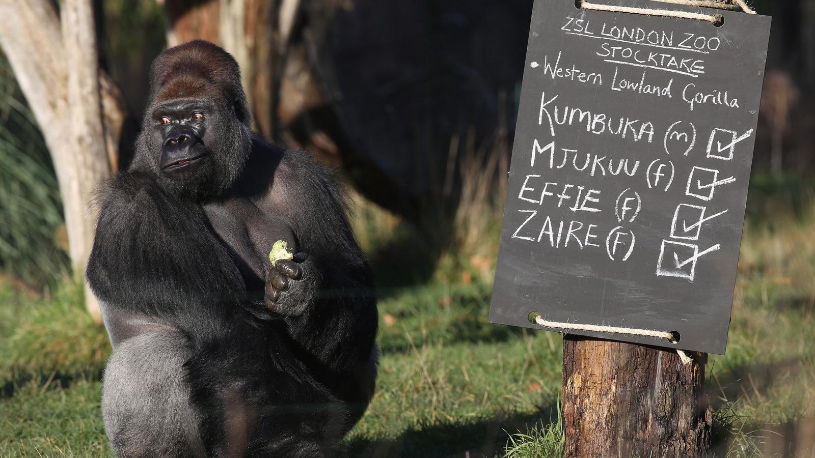 Kumbuka, a gorilla "segít" az összesítésben. Fotó: Oli Scarff, Getty Images.