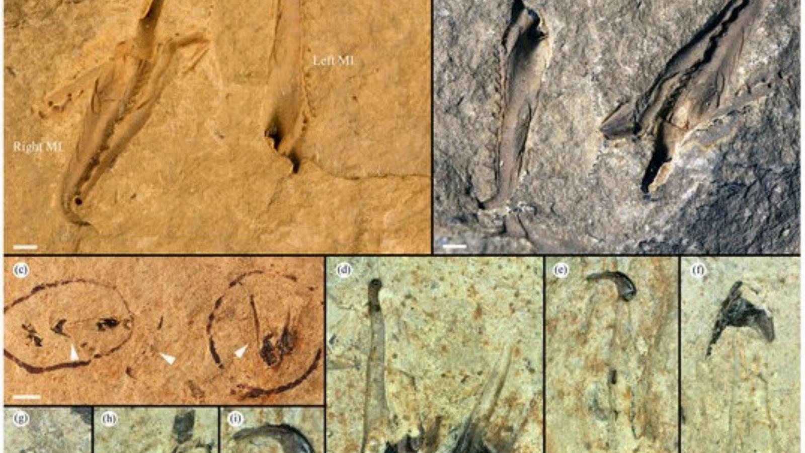 Forrás: Scientific Reports