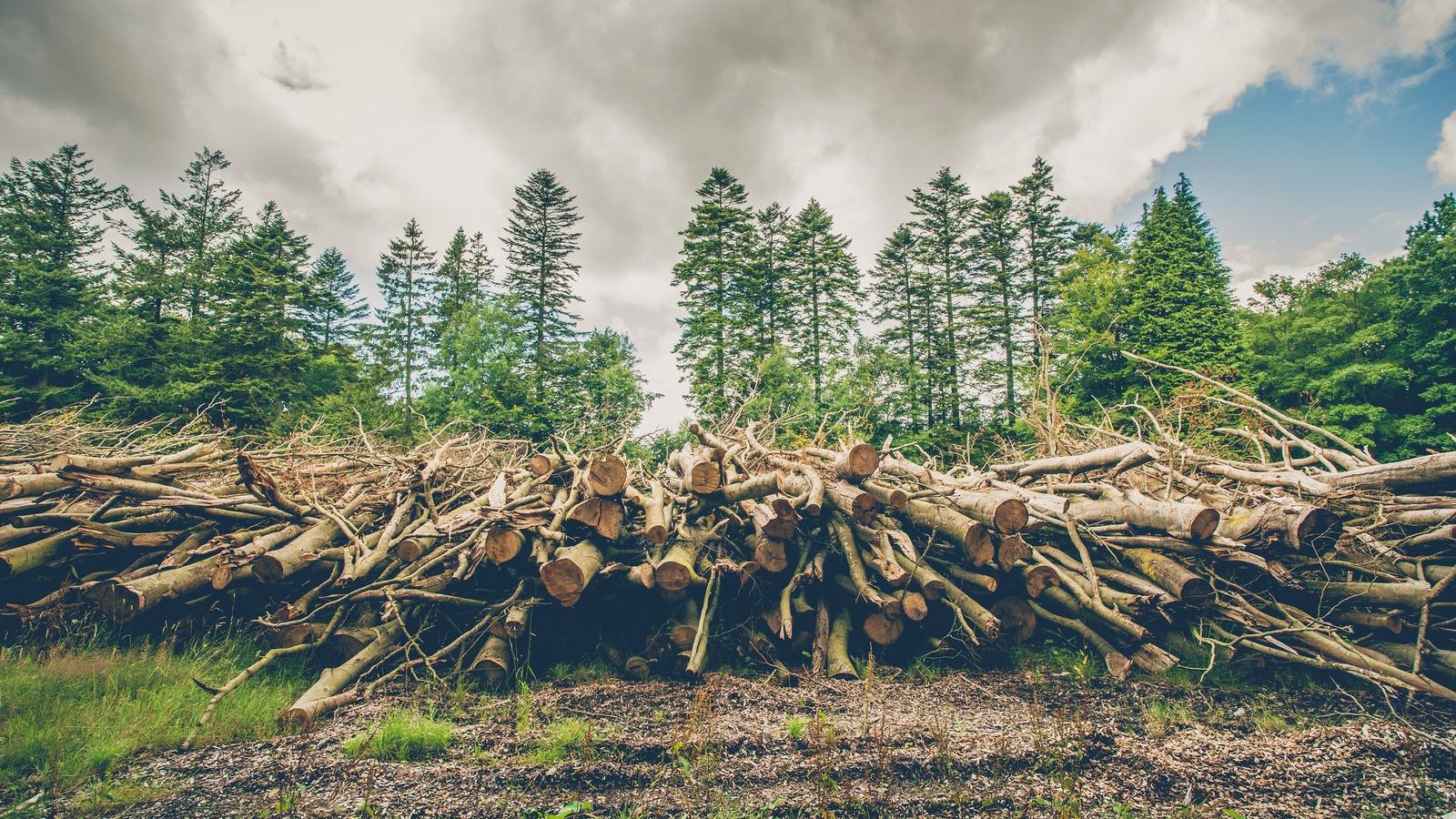 A tarvágás az egyik neuralgikus pont a jogszabályban FOTÓ: THINKSTOCK