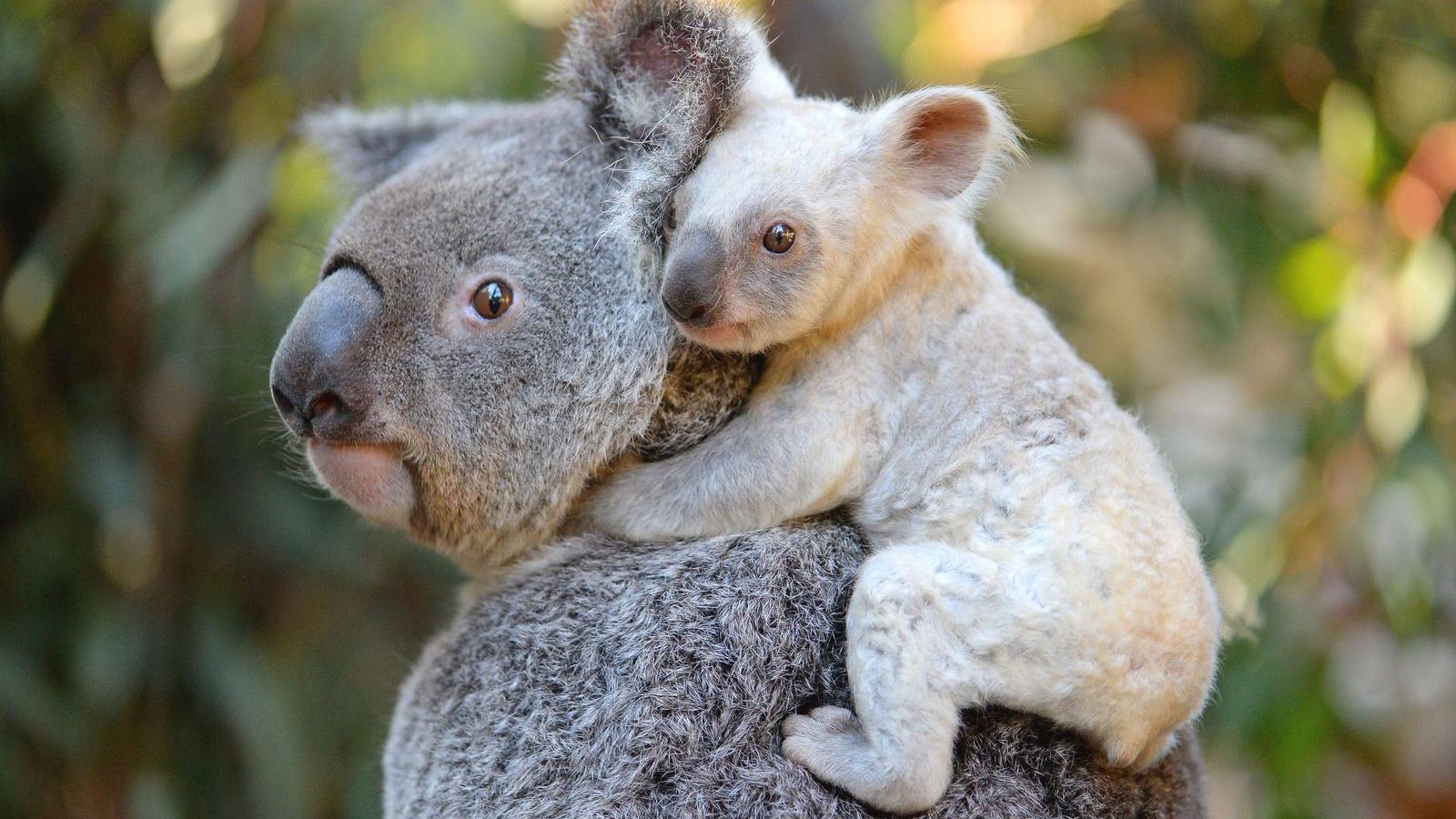 Fotó: AFP/Australia Zoo