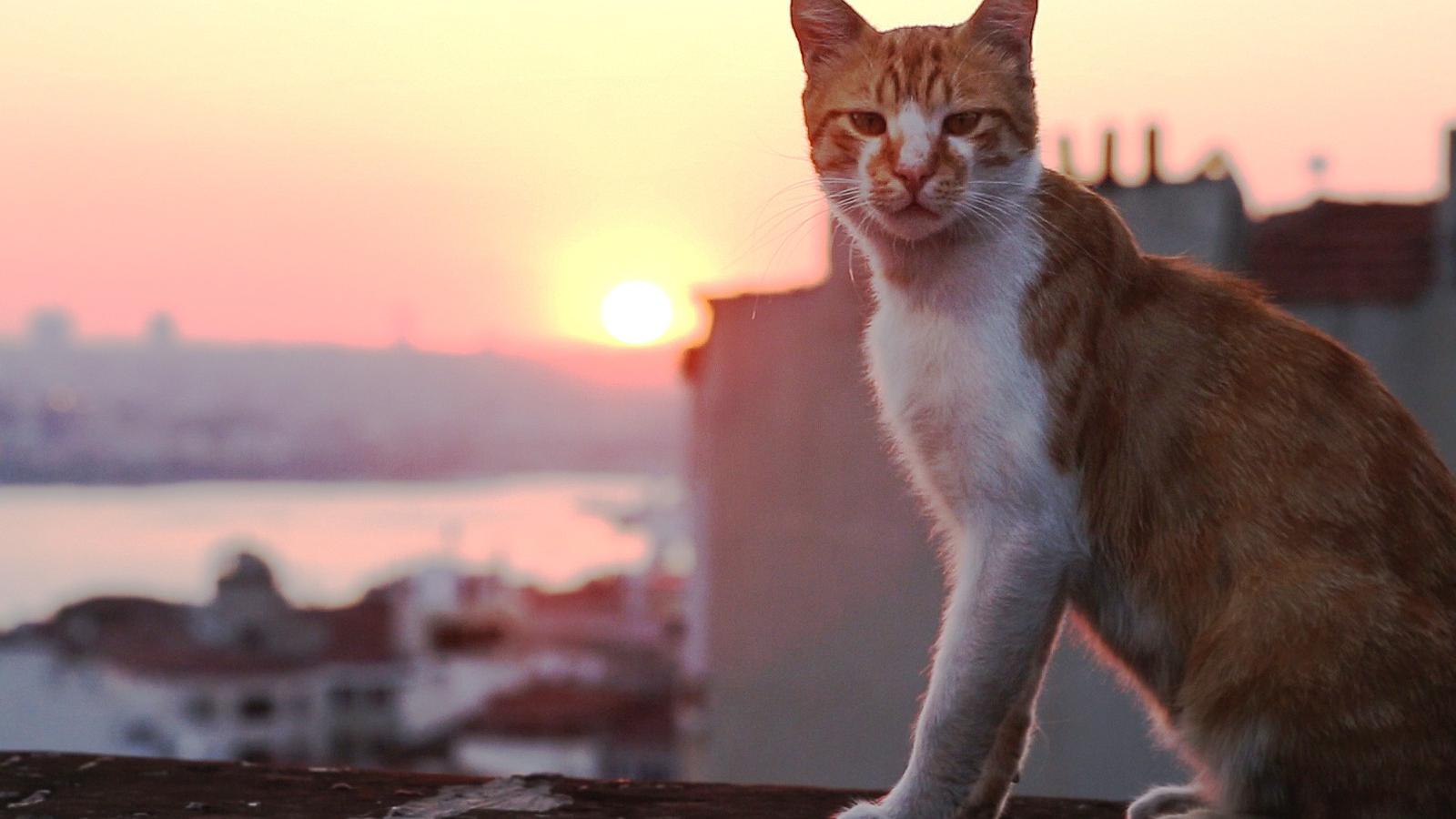 SZOKATLAN SZIMBIÓZIS - Az ember és az állat együttéléséről, egymásra utaltságáról szól az Isztambul macskái című film