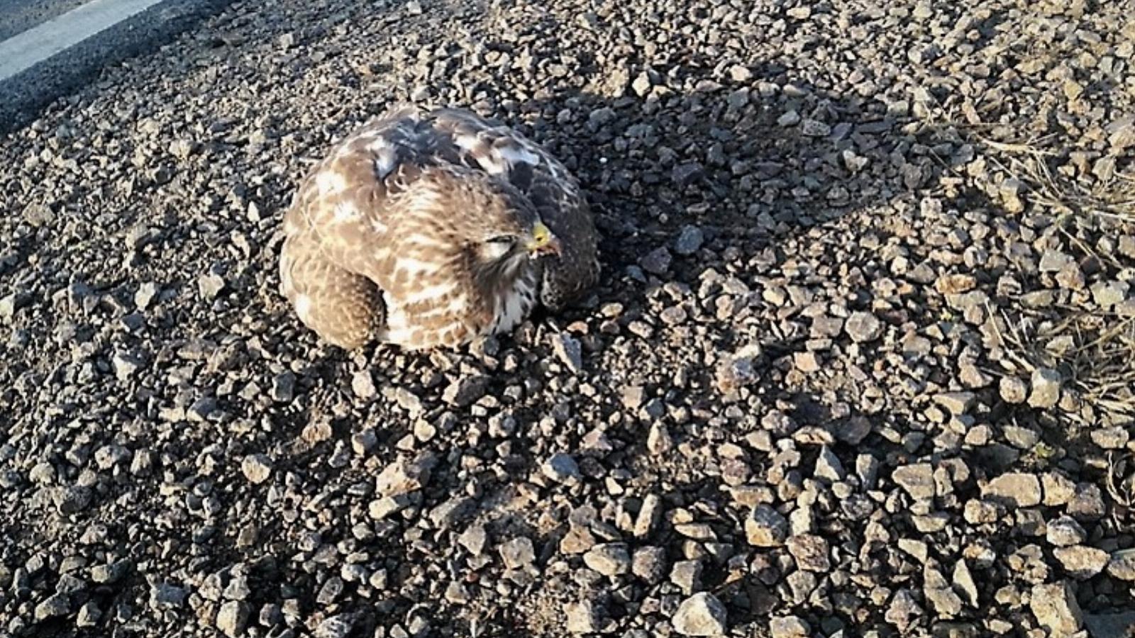 A sérült, feltehetően elütött vadmadárnak nem sok esélye lett volna életben maradni - Forrás: police.hu