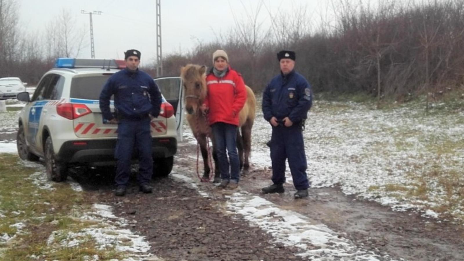 A lovat visszaadták a gazdájának. Forrás: police.hu