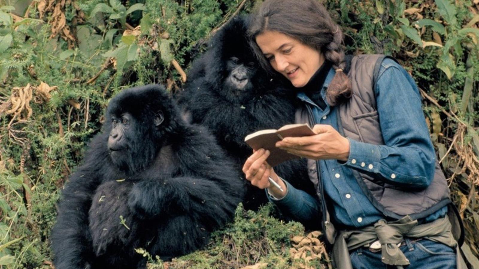 Dian Fossey képes volt kommunikálni a gorillákkal. 