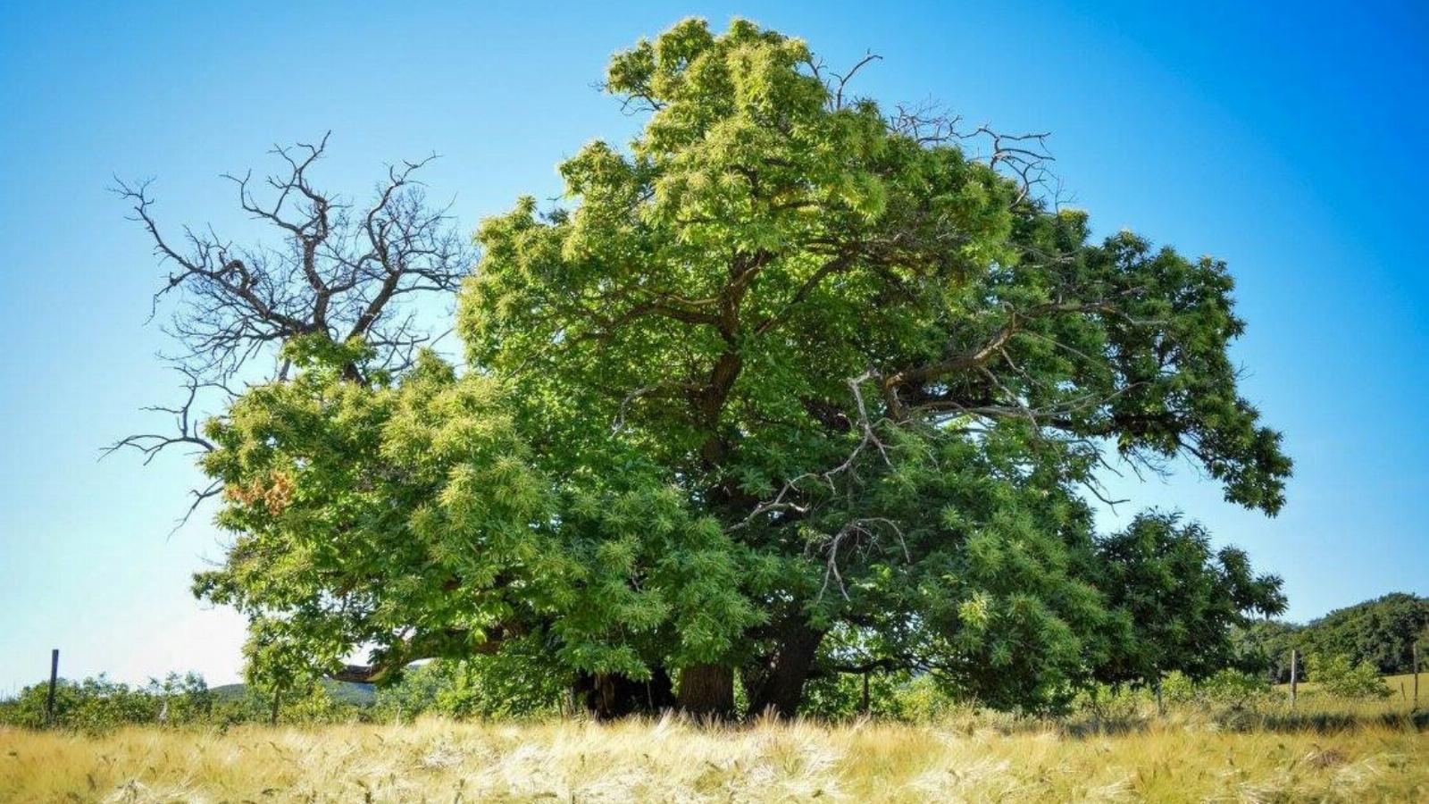 Zengővárkony hős szelídgesztenyéje
Fotó: Facebook/European Tree of the Year