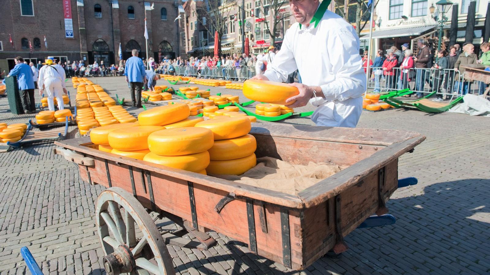 Alkmaar-sajtpiac - Árverésen értékesítik a gurigákat Fotók: Shutterstock