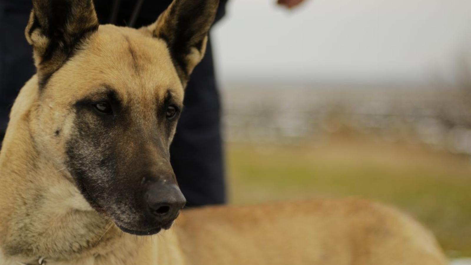 Dolly, a kábítószer-kereső kutya. Fotók: police.hu