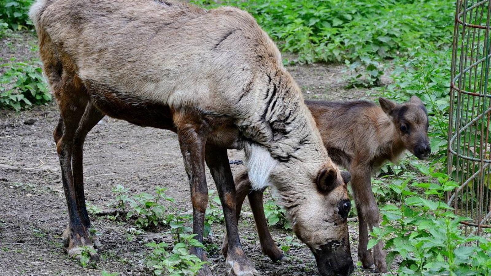 Fotó: Facebook/Miskolci Állatkert és Kultúrpark