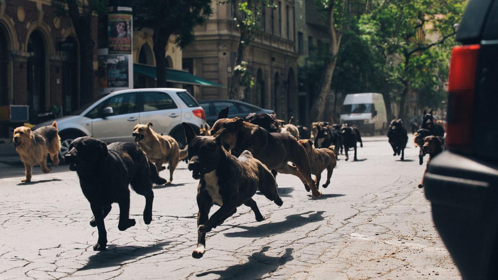 A kutyák hadseregként mozogtak Mundruczó filmjében. Fotó: Intercom