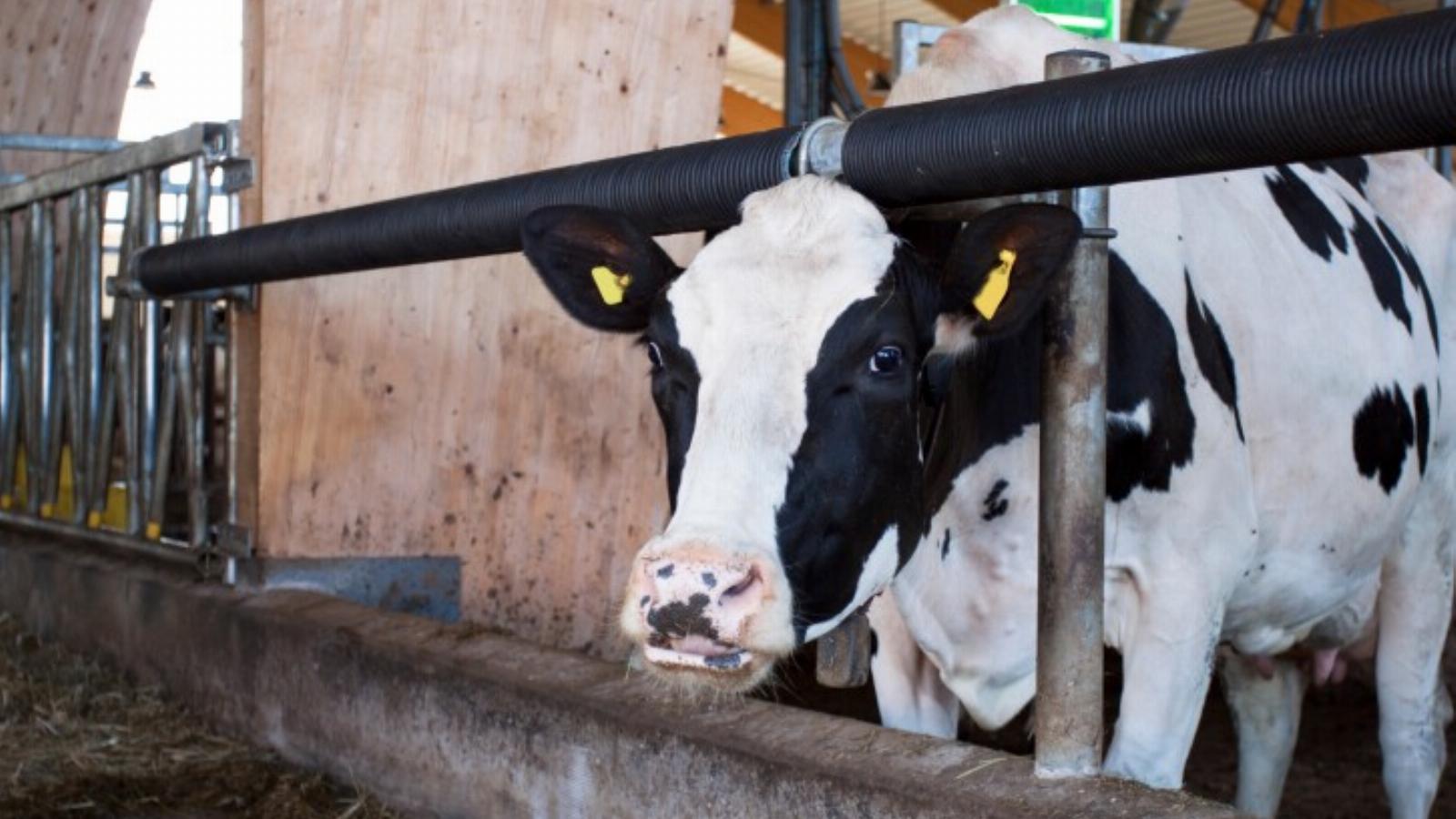 A kistermelői tartási kedv lassan megszűnik a tejtermelő szektorban. Fotó: Thinkstock/Getty Images