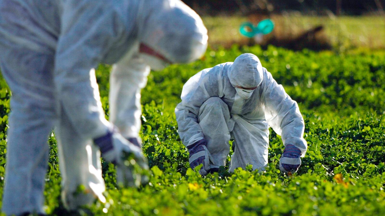 GMO-ellenes tiltakozók egy  genetikailag módosított repce ültetvényen Nagy-Britanniában.  Fotó: Getty Images