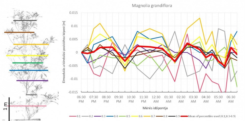 Az ábra bal oldalán a magnólia háromdimenziós modelljének oldalnézete látható. A színes vonalak jelölik azokat a magassági határokat, amelyek a pontok egytizedét tartalmazó tartományokat elválasztják. Ahogy a fa alakja az éjszaka folyamán megváltozott, ezek a tartományok is elmozdultak – ez látható a jobb oldalon. A skála méterben van megadva, az elmozdulás tehát +/- 1 cm körüli. A képen látható, hogy az éjszaka folyamán három, egyenként kb. négy óra hosszú elmozdulási ciklus történt. <br>Forrás: MTA ÖK