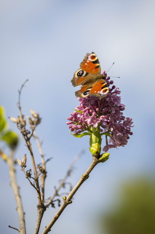 Nappali pávaszem (Inachis io) ül egy virágzó orgonán (Syringa vulgaris) Gádoroson 2014. október 18-án. MTI Fotó: Rosta Tibor